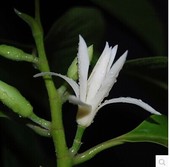 买三送一 白玉兰 包邮 白缅花缅桂花黄桷兰绿化树苗 玉兰花苗