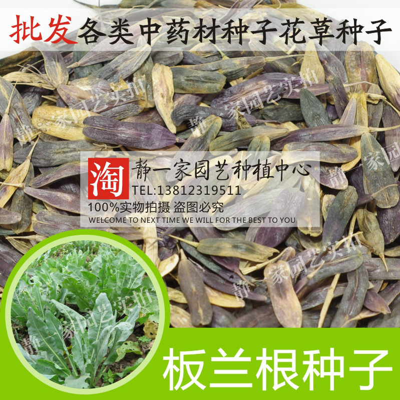 散装药材种子 板蓝根种子 花园种植 阳台种植 林木种子 药用 药材