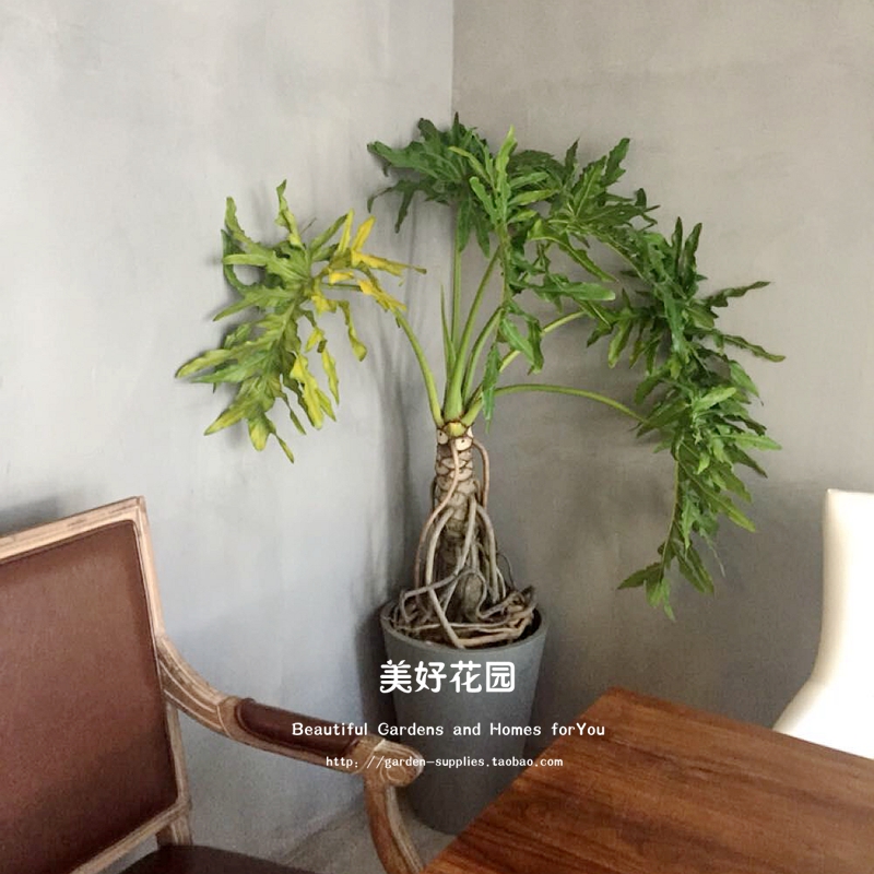 包邮 新品收藏级 室内观叶植物绿植盆栽 蔓绿绒 春羽龙鳞龙须老桩