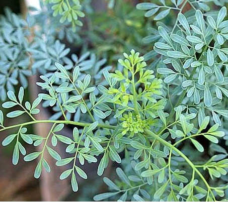 臭草 芸香草驱蚊草苗 小香草 臭草苗新鲜荆芥苗 煲绿豆糖水