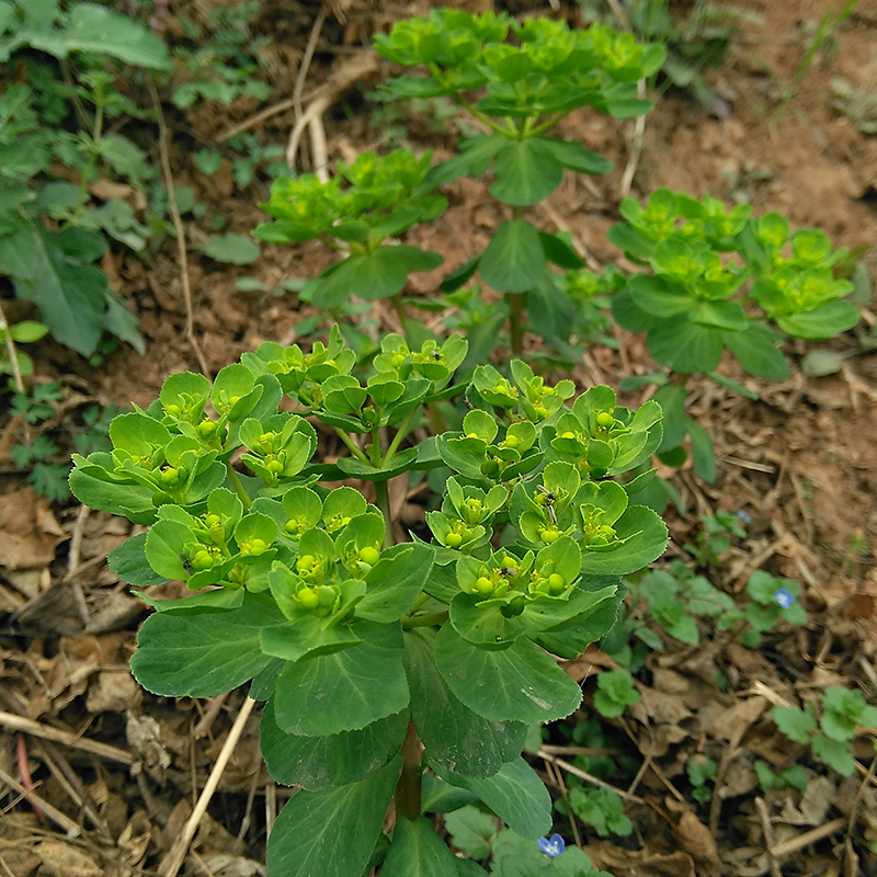 新鲜野生现采干大小猫猫眼猫眼草猫儿眼泽漆五朵云猫娃眼药材包邮