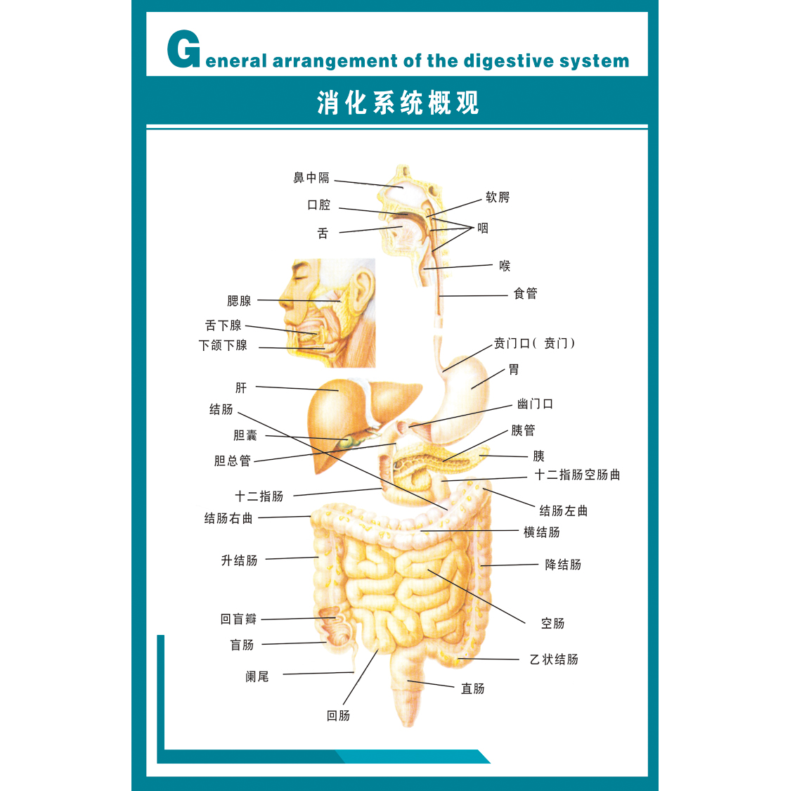 医院诊所科室挂图海报 人体解剖图消化系统示意图 医学宣传画贴画