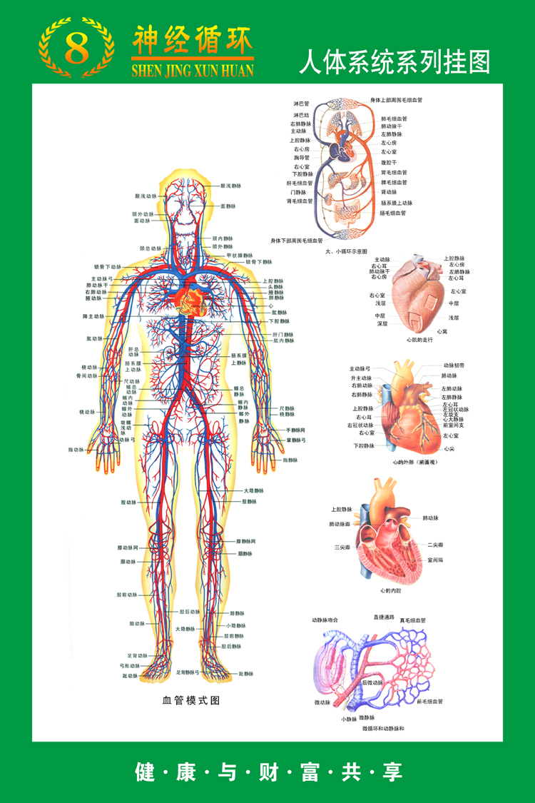 《人体系统系列挂图》医院大挂图人体经络穴位图中医养生保健海报