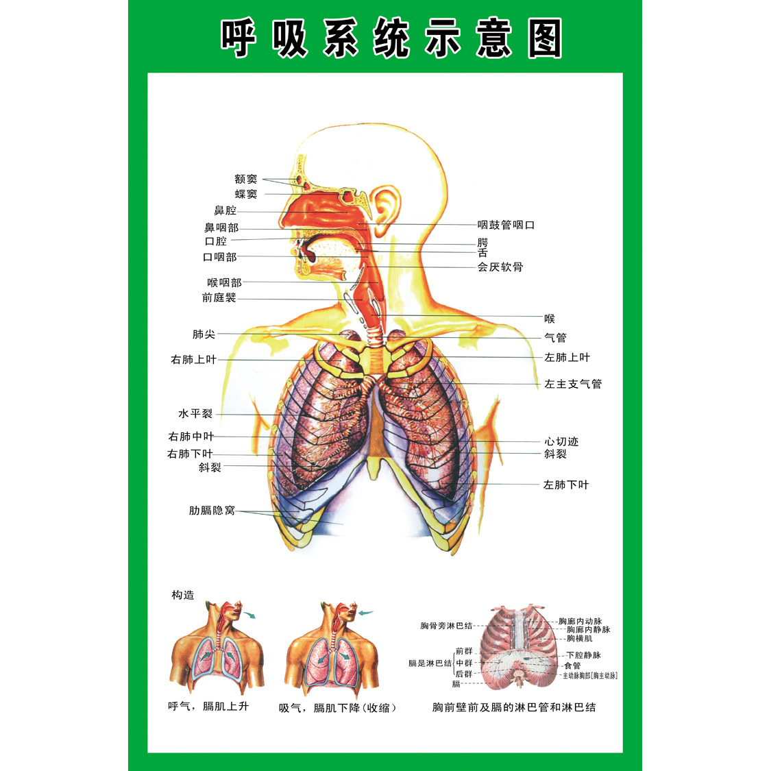人体系统解剖图 呼吸血管系统示意图 医院器官解剖知识挂图海报