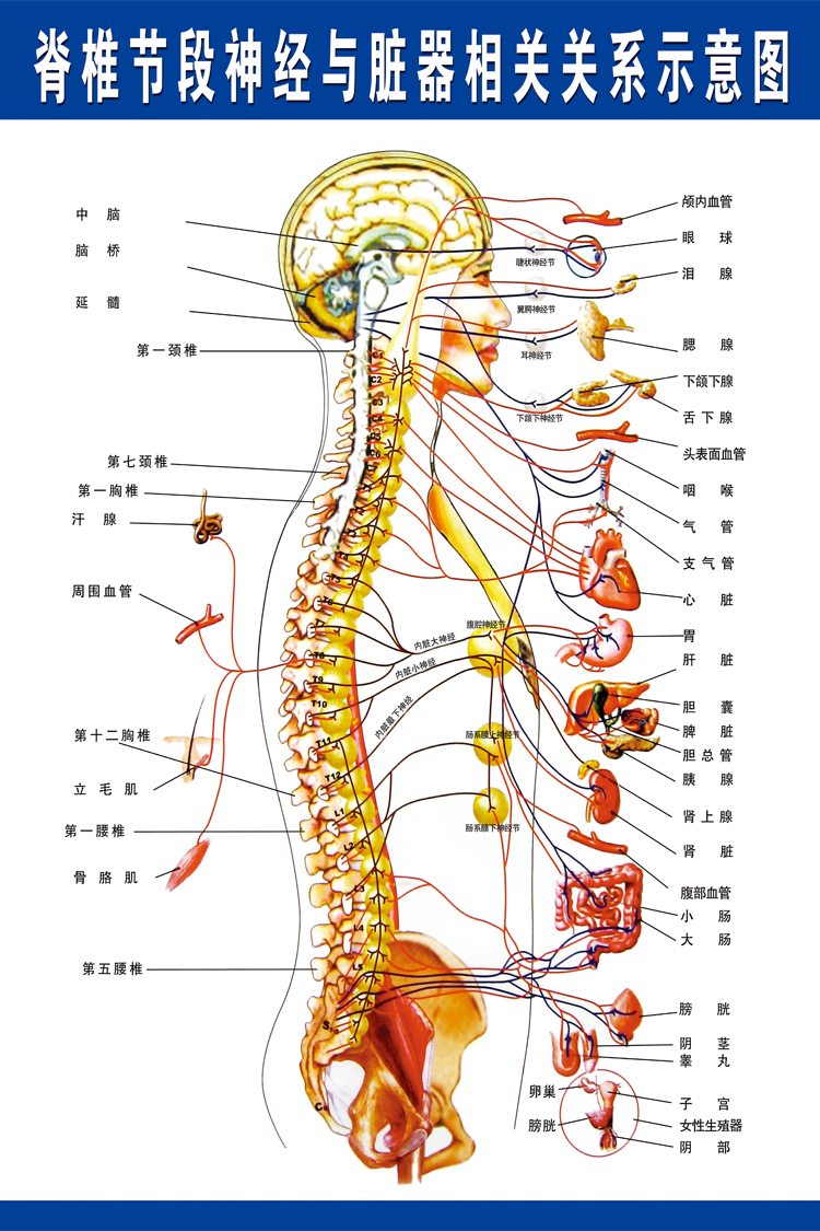 【包邮】脊椎神经脏器 人体解部图医院挂图脊柱节段中医养生海报