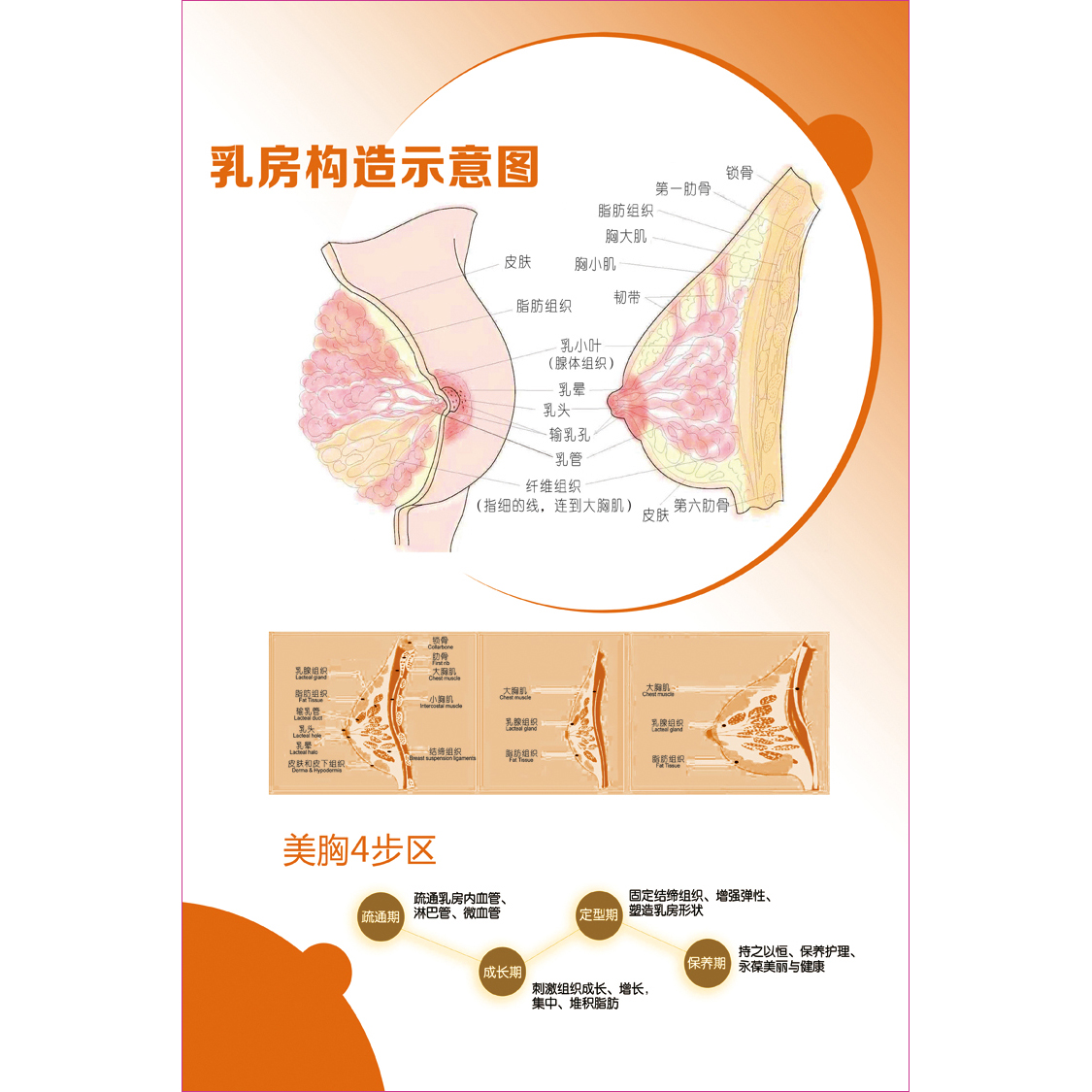 女性乳房结构图矢状解剖构造图胸部乳腺健康疾病保养经络穴位海报