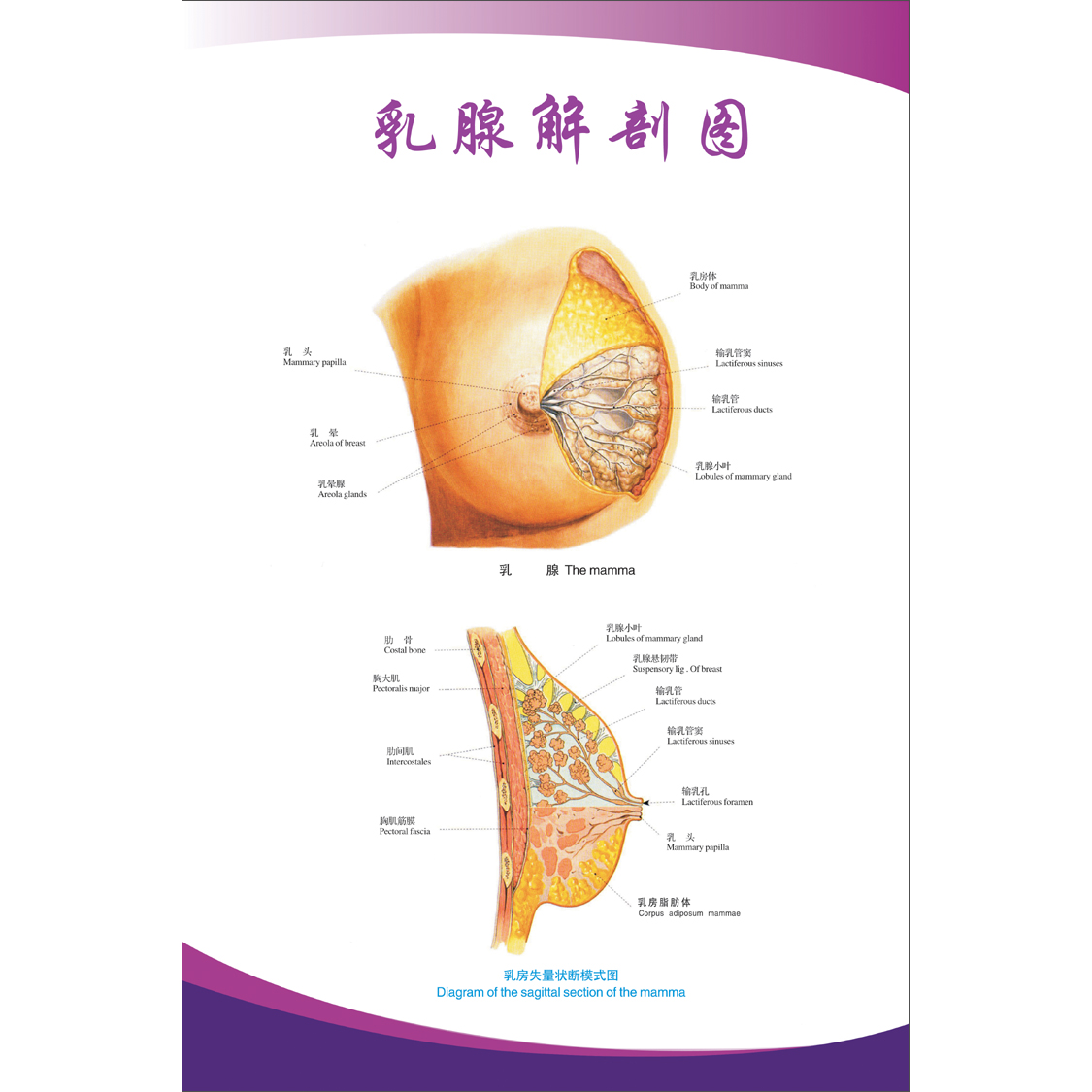 女性乳房结构图矢状解剖构造图胸部乳腺健康疾病保养经络穴位海报