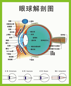 眼球解剖图泪腺分布图 人体眼部肌肉血管结构图 医院医学宣传海报