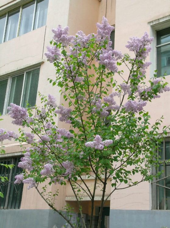 丁香花苗 庭院绿化树苗盆栽开花植物丁香花树苗浓香香