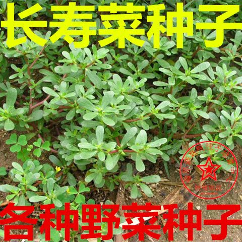 长寿菜种子 马齿菜种子 马齿苋 五行草五方草瓜子菜麻绳菜蚂蚱菜