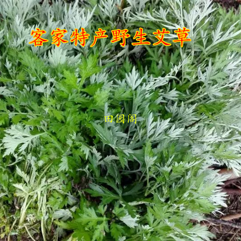 梅州特产新鲜艾叶 艾草 五月艾 现采现卖 500克