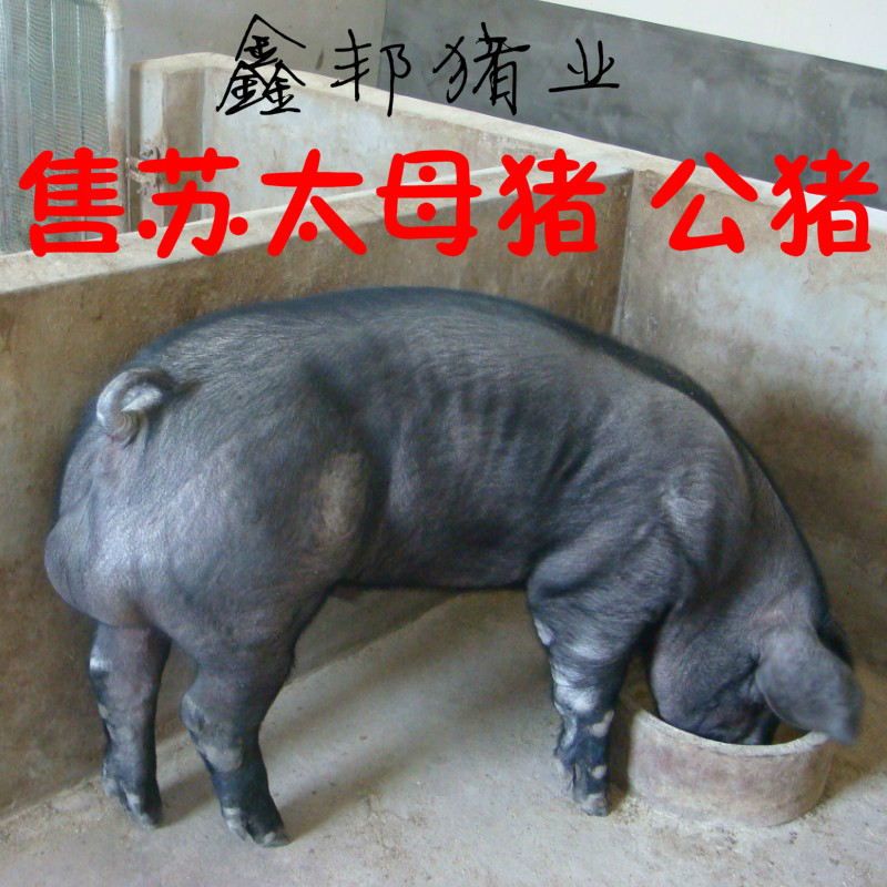 纯原种苏太母猪 太湖 梅山 二元 三元 长白 杜洛克种公猪苗活体