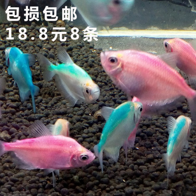 水族宠物观赏鱼活体淡水彩裙鱼草缸群游鱼热带小型鱼特价黑裙包邮