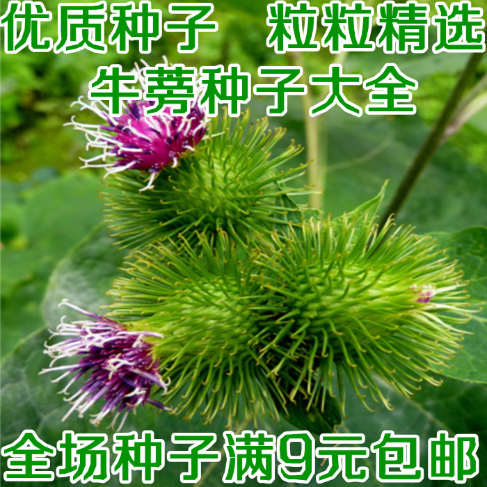 牛蒡子种子批发中药材种子牛蒡大力子种籽包邮蔬菜种子婆婆丁种子