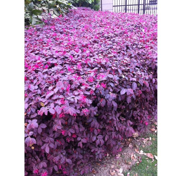 苗圃批发树苗 庭院四季常青绿化苗木 红花继木小苗 绿篱花卉植物