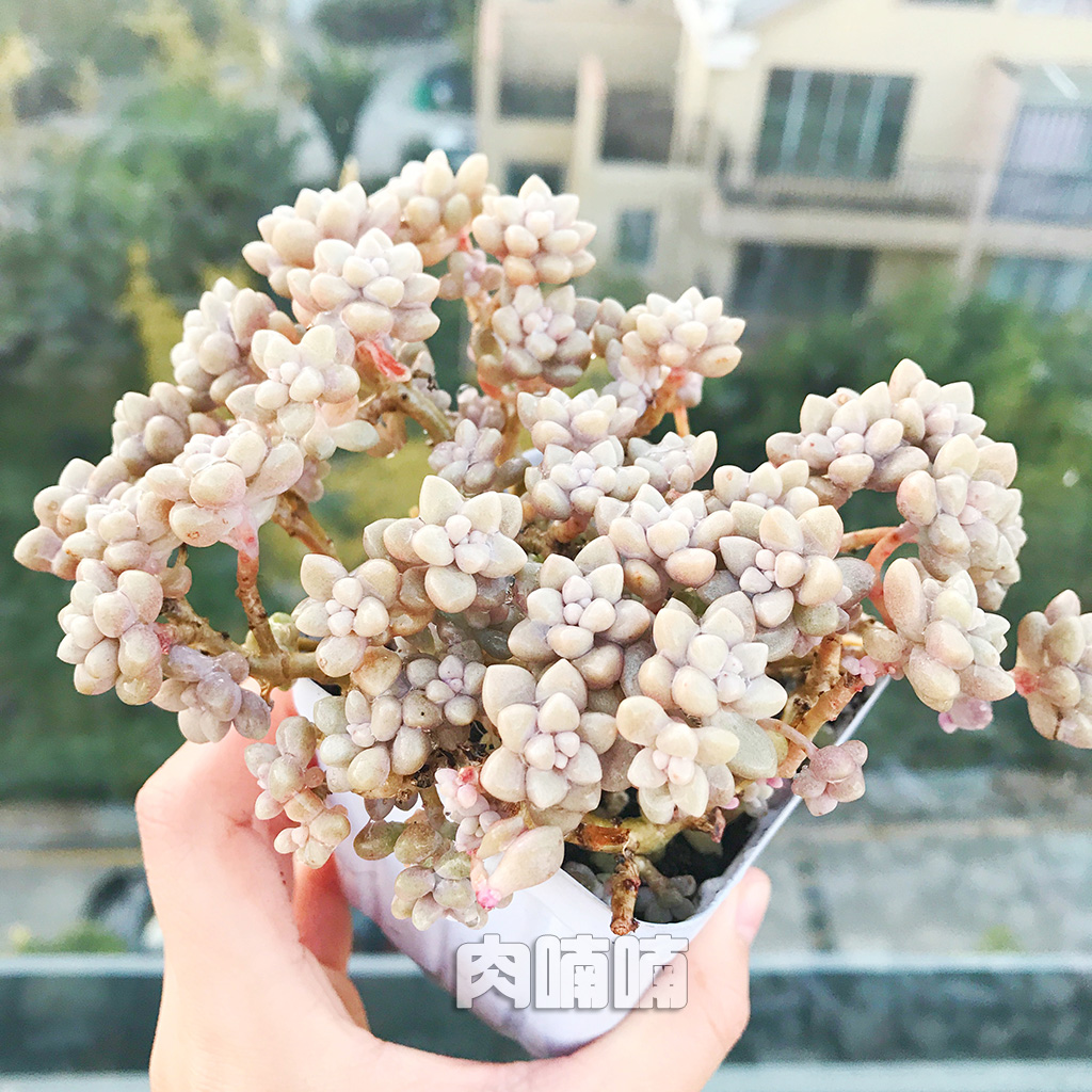 肉喃喃 丸叶姬秋丽 群生老桩 一物一拍多肉植物 姬秋丽多肉满包邮