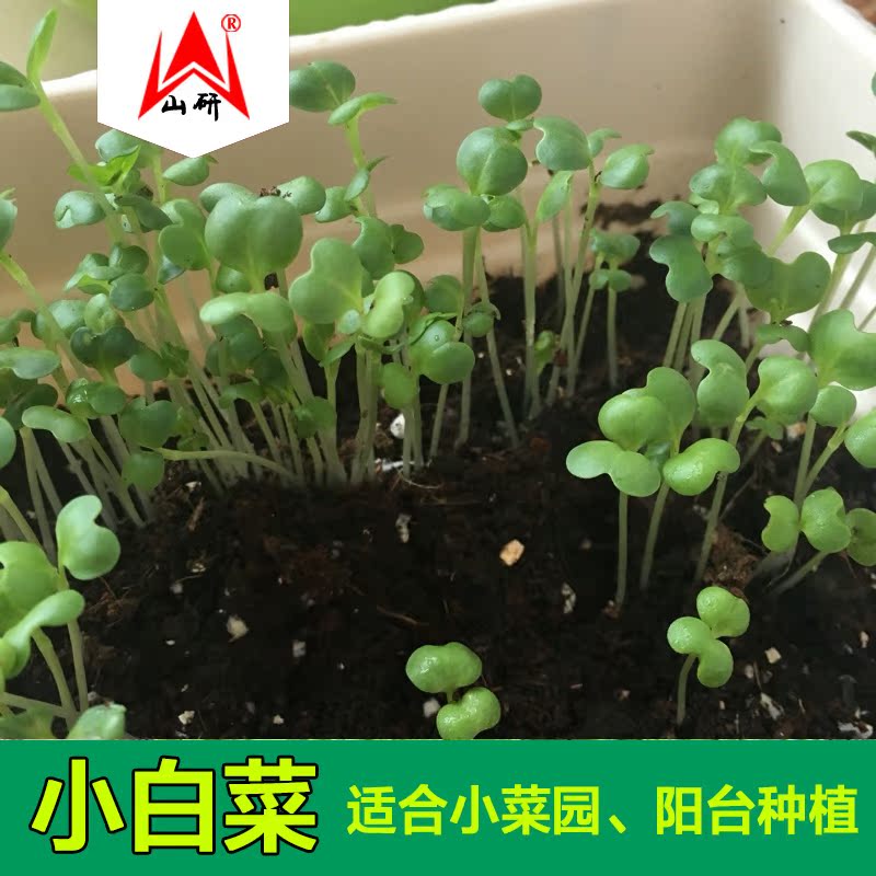 阳台蔬菜 种子四季小白菜种子 好吃易种 新手简单四季
