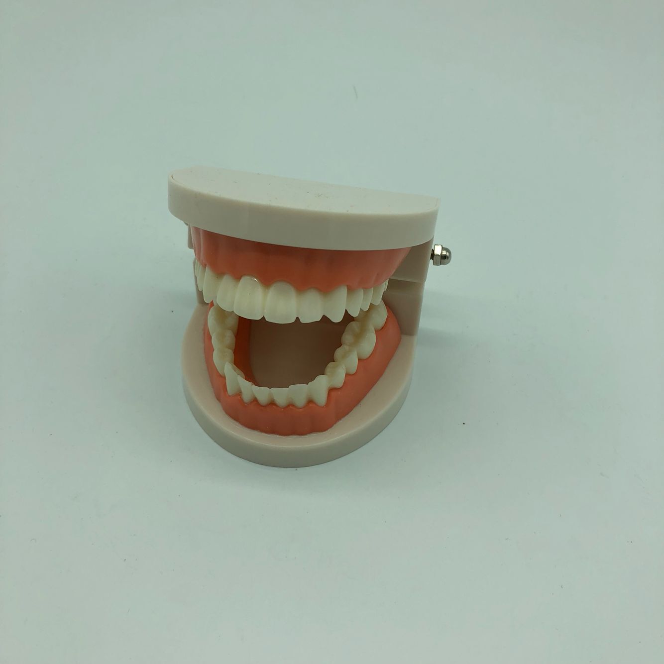 牙科 口腔模型 全口模型 牙齿模型 早教教学牙齿模型