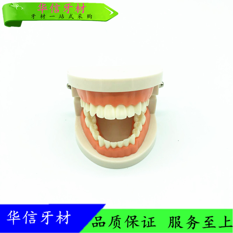 牙科 口腔模型 全口模型 牙齿模型 早教教学牙齿模型