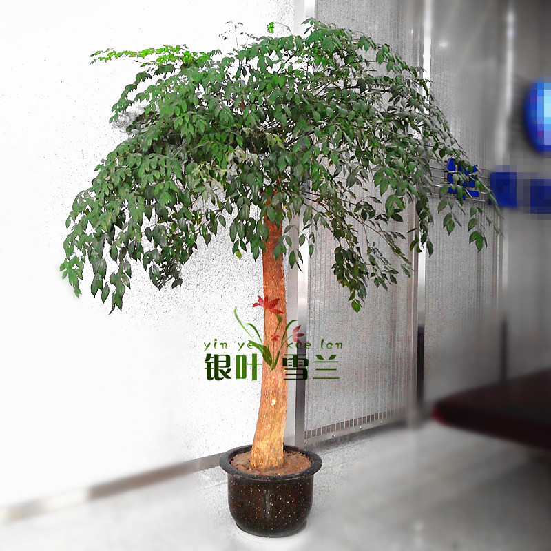 银叶雪兰 幸福树盆栽 2米超大型绿植室内客厅办公室花卉观叶植物