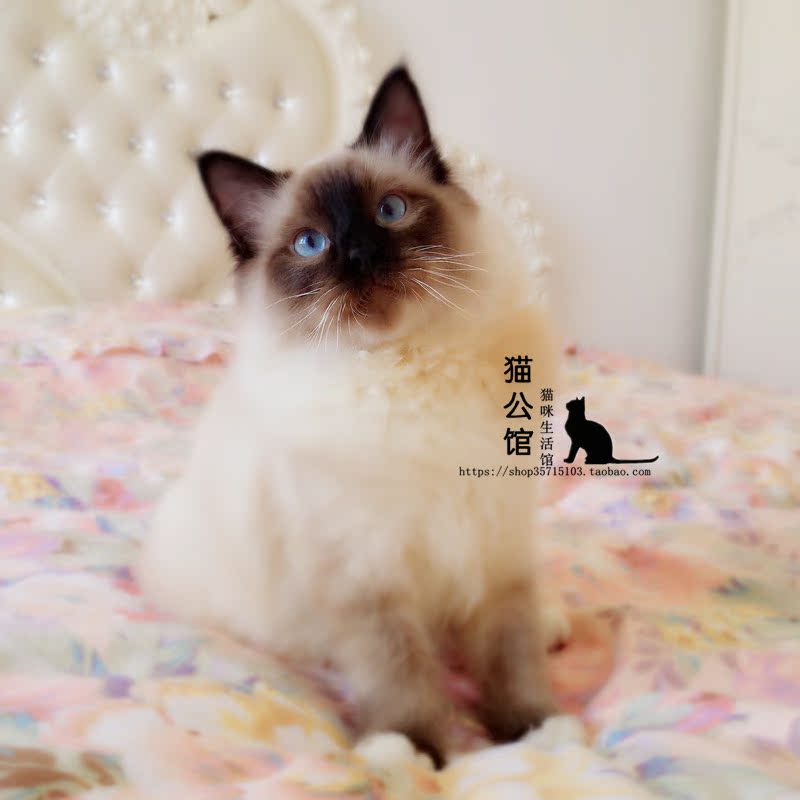 cfa繁育权海豹色白手套重点色布偶猫纯种宠物dd猫咪