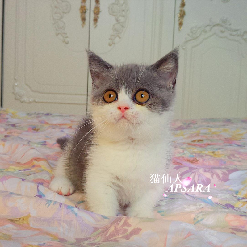矮脚猫蓝白八字开脸曼基康矮脚猫母短腿猫纯种矮脚猫宠物小猫咪mm