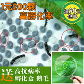 蚕宝宝 天然彩蚕 可养彩色蚕蚕宝 杂交蚕种 蚕饲料 蚕子 蚕卵