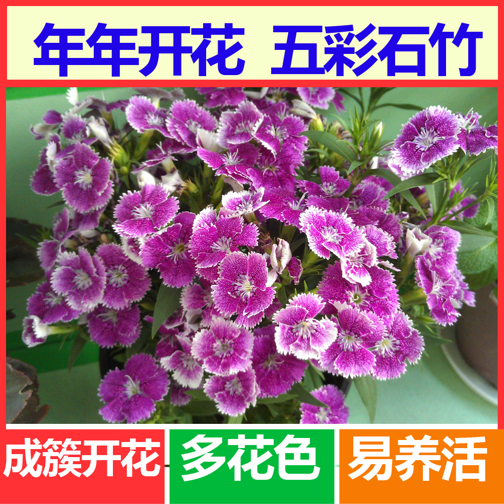 五彩石竹种子常夏石竹花春季四季播易种盆栽花卉多花色18元包邮