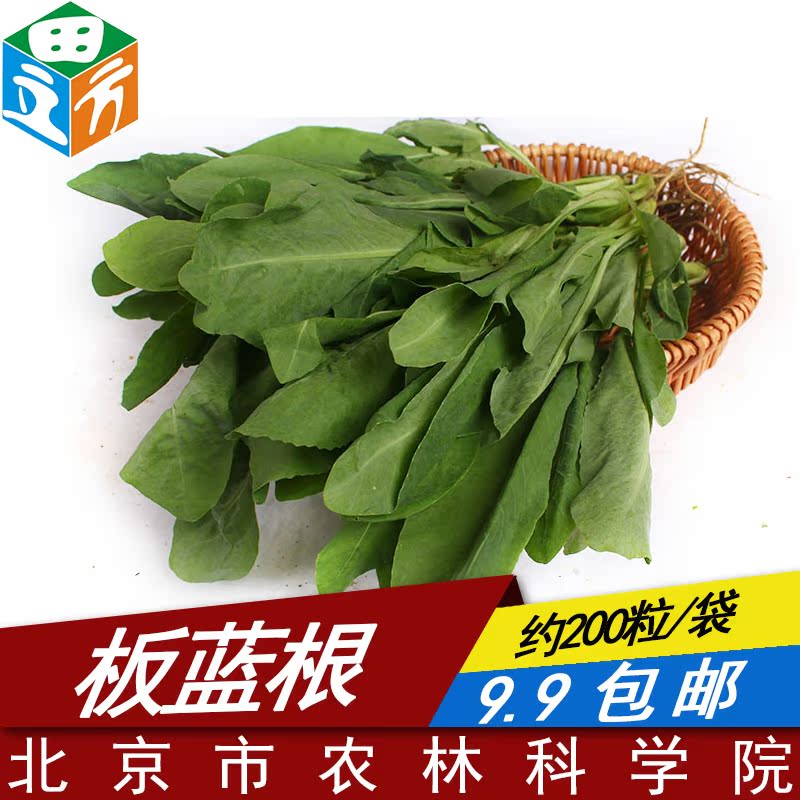 中药材种子 板蓝根种子 大青叶种子 蓝靛青药食兼用 阳台种菜4g
