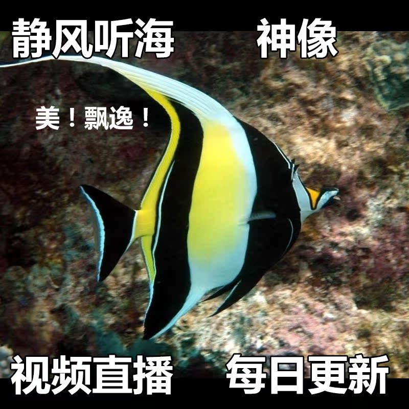 神像 需拍保温材料 活体海水鱼 必拍包装