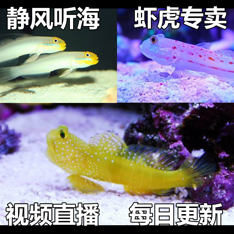 活体海水生物 虾虎类 金头 橙点 红条纹 林哥 黄金虾虎 钻石哨兵