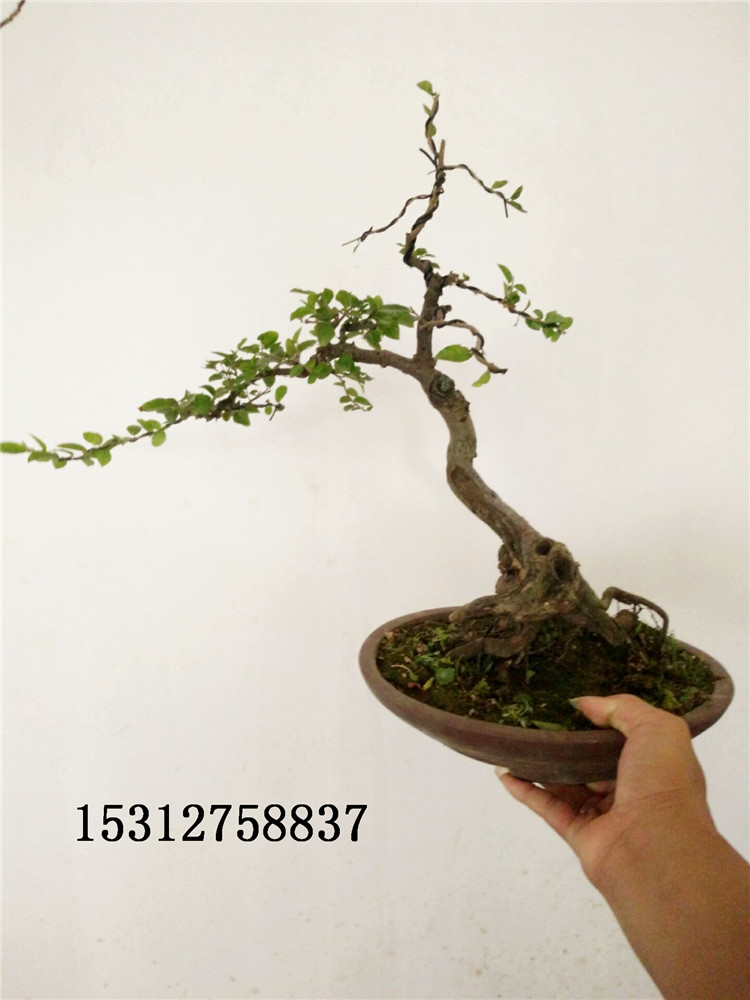 正品[微型盆景]微型盆景批发评测 日本微型盆景