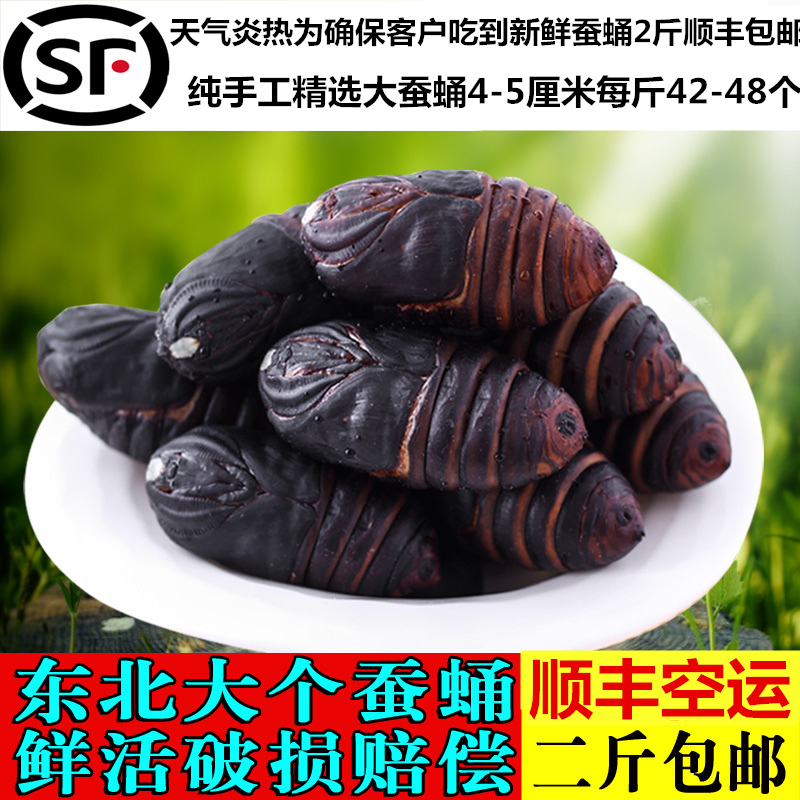 东北野生活蚕蛹500g柞蚕蛹 蚕蛹活蚕蛹 蝉蛹 蚕蛹 茧蛹 大蚕蛹
