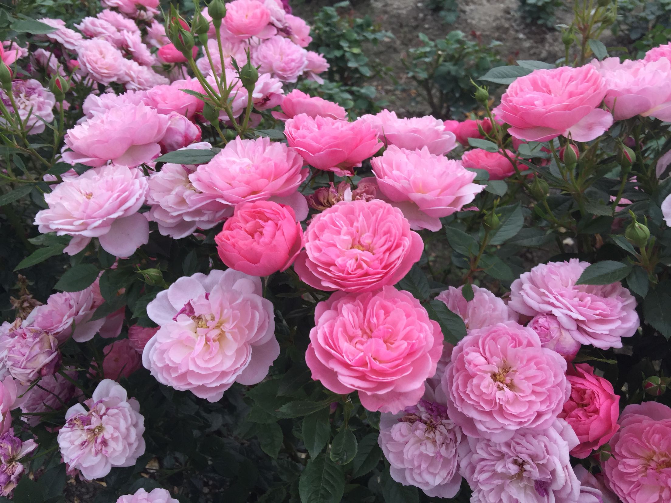 欧月多花月季 苏菲的玫瑰 sophy"s rose (auslot) 奥斯汀月季