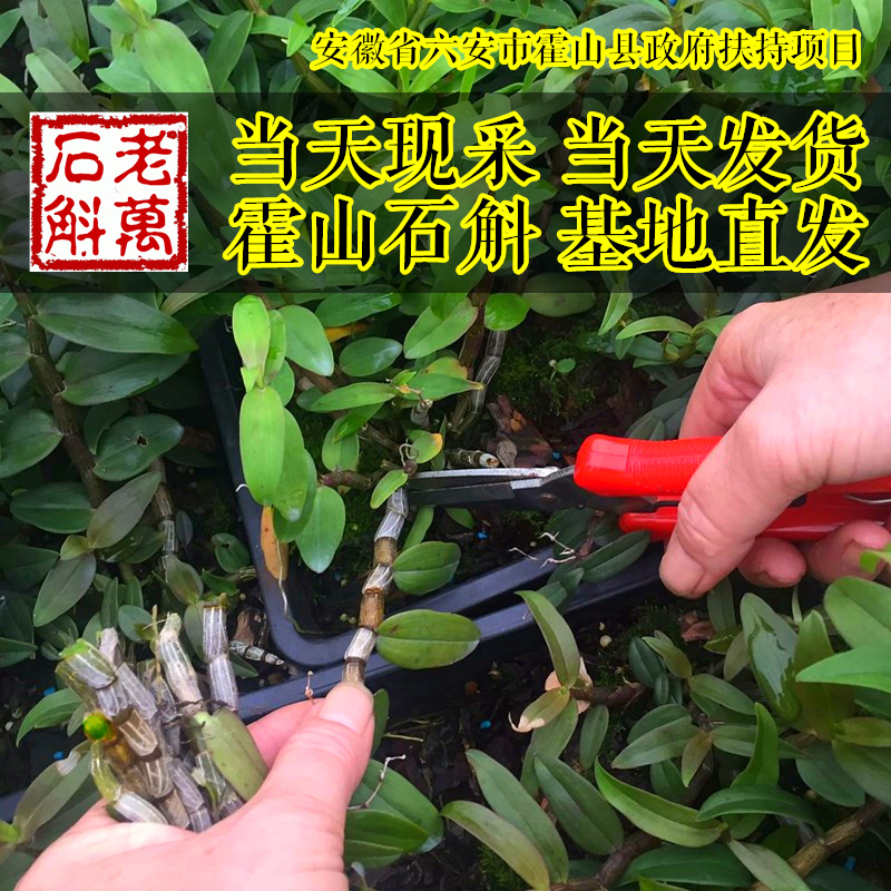 【老万石斛】三年特级霍山铁皮石斛鲜条霍山石斛枫斗仿野生种植