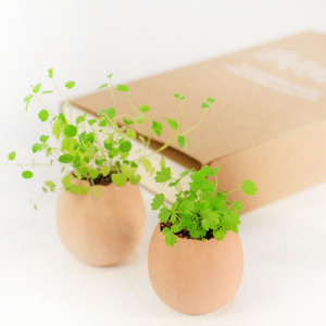 幸运蛋植栽小盆栽