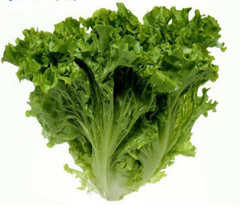 汇鲜蔬果 新鲜花叶生菜 花边生菜 罗莎绿 沙拉烤肉店一箱20斤包邮