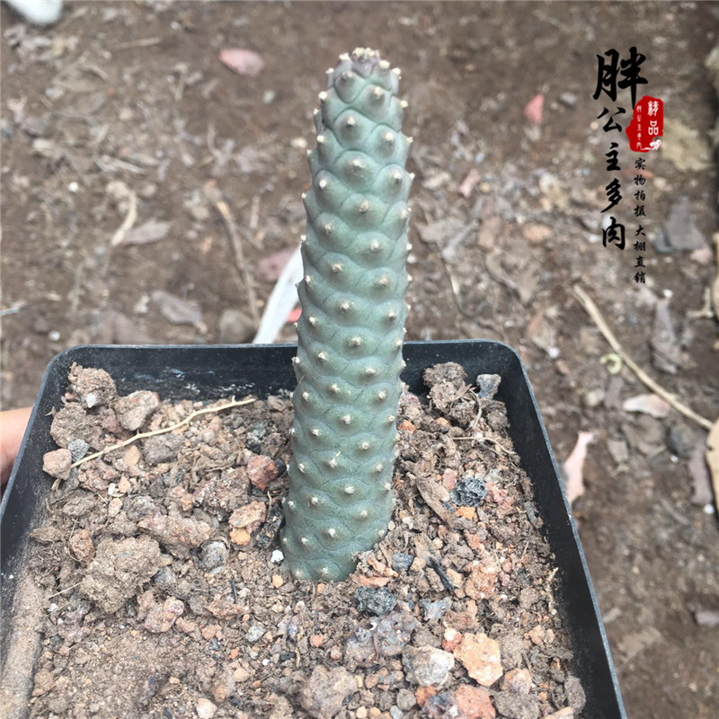 松绿团扇 松笠团扇 多肉植物 仙人掌仙人球批 发擎天柱自根玉扇