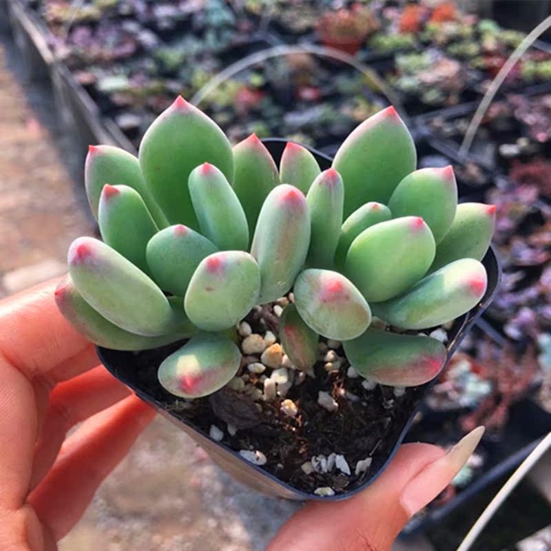 多肉植物玉美人【青星美人】肉肉精品防辐射盆栽办公室内花卉绿植