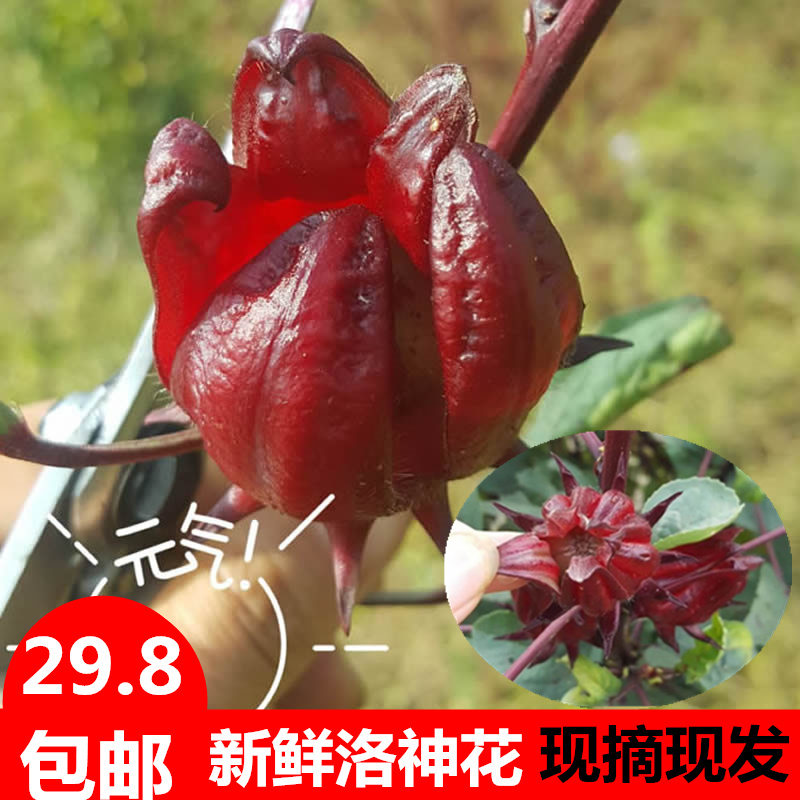 新鲜广西红桃k 洛神花玫瑰茄鲜果现摘现发酵素5斤包邮