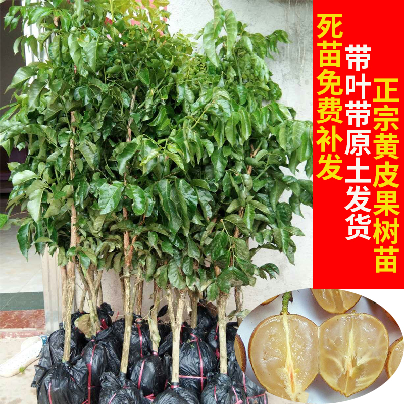 无核黄皮果树苗鸡心水果树苗 南方种植 四季果苗 南方品种 种植 ￥23.