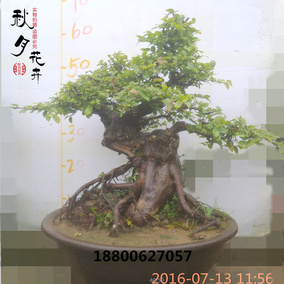 10年以上的雀梅盆景_高脚龙船，枝繁叶茂，十个人才能扛得动的超大型雀梅盆景！