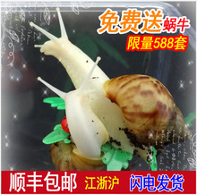 科学课教学孩子上课 宠物白玉蜗牛活体蜗牛套餐美容大蜗牛实验