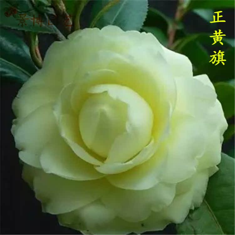 午夜魔幻 黑红色茶花 茶花小苗景博园艺室外阳台庭院花卉绿植盆栽