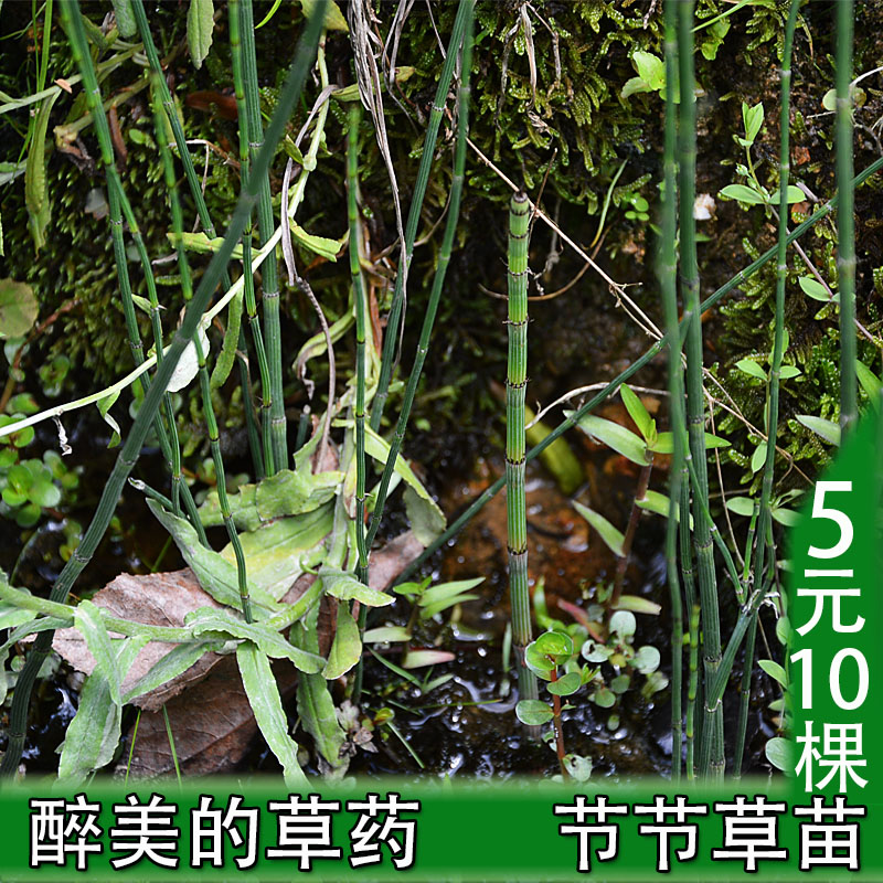 野生节节草盆栽微景观水培植物花木贼苗笔筒草接经常绿植盆景植物