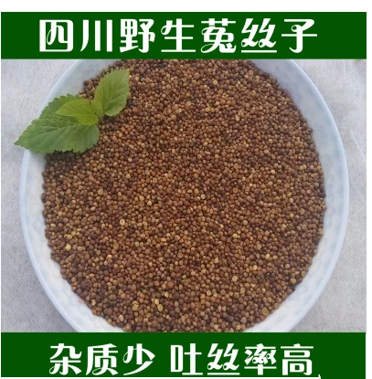 中药材 四川野生菟丝子兔丝子大菟丝子粉茶500g 新货上市包邮