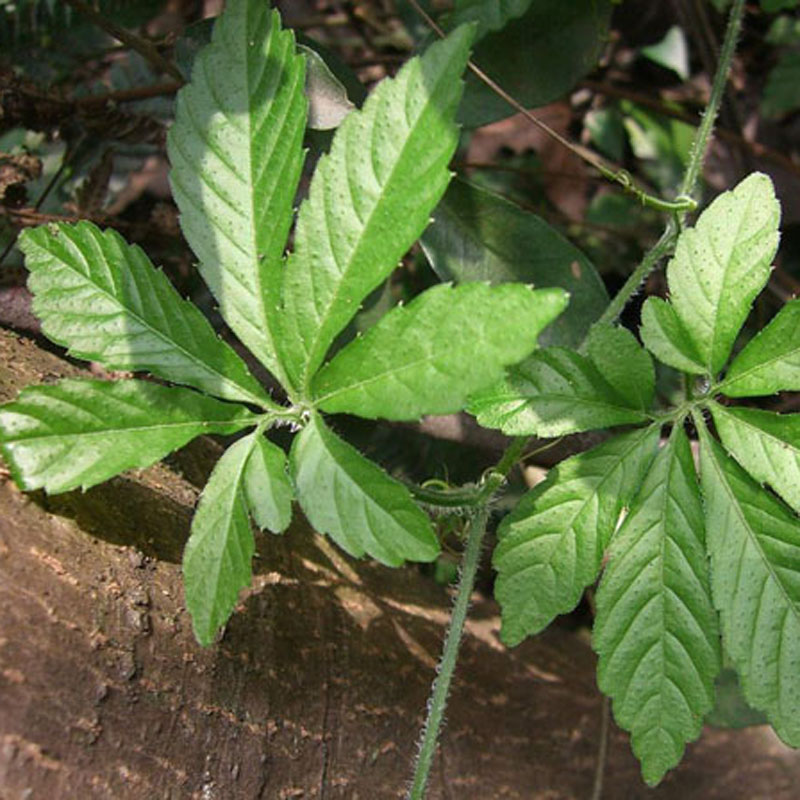 富硒甘味绞股蓝嫩叶三高养身藤茶100g非龙须茶湘西七叶参野生包邮