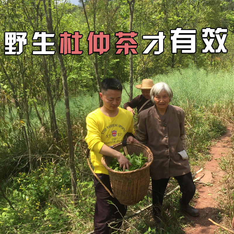 【天天特价】杜仲茶 张家界野生茶 特级嫩叶正品杜仲叶养生茶1斤