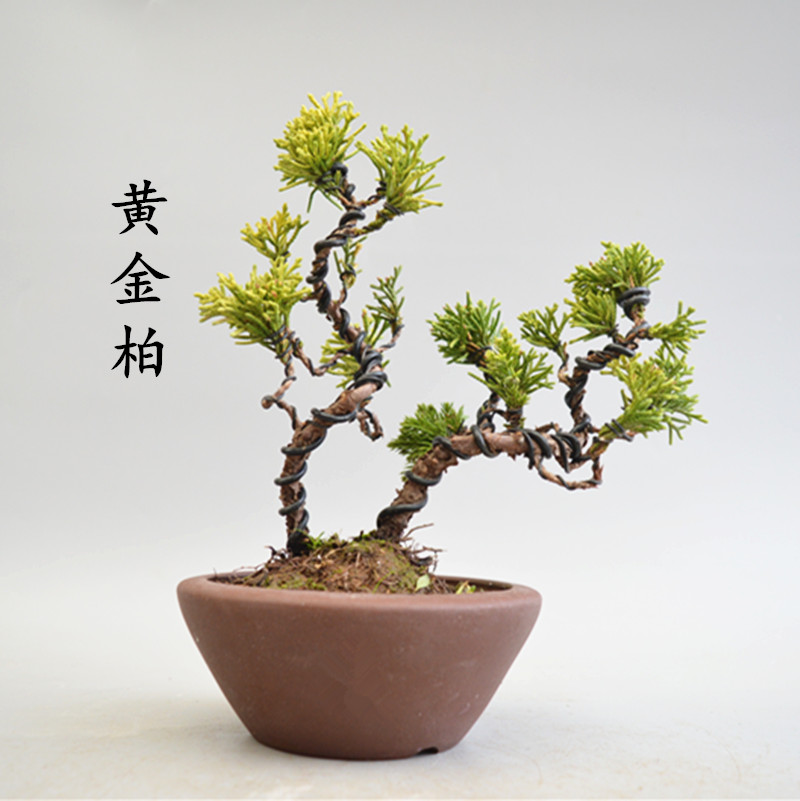精品舍利干真品黄金柏盆景 真柏系鱼川真柏树桩 造型纪州针柏包邮