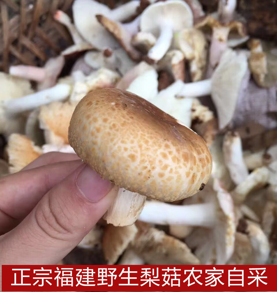 青面梨菇杂菇泥菇干货武夷山野生食用菌蘑菇250克包邮_快乐湖南论坛
